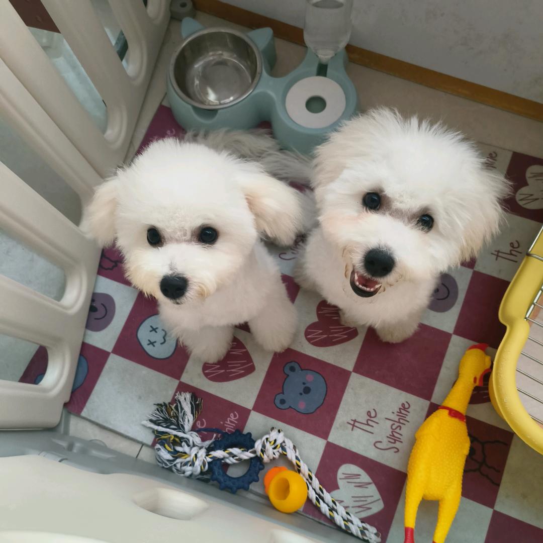 汤圆儿and奶盖的幸福生活(*´I`*)