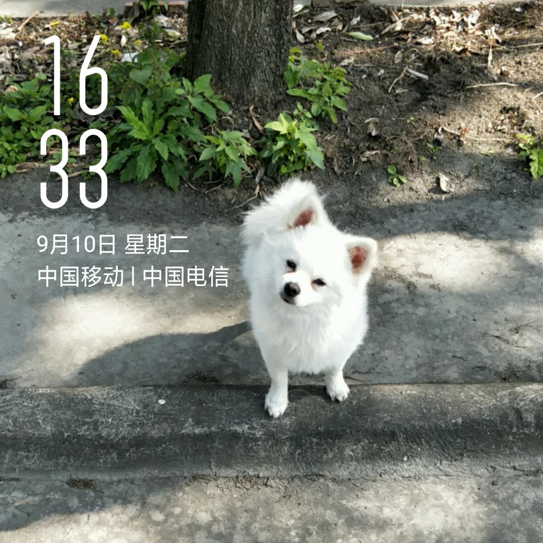 东莞池哥