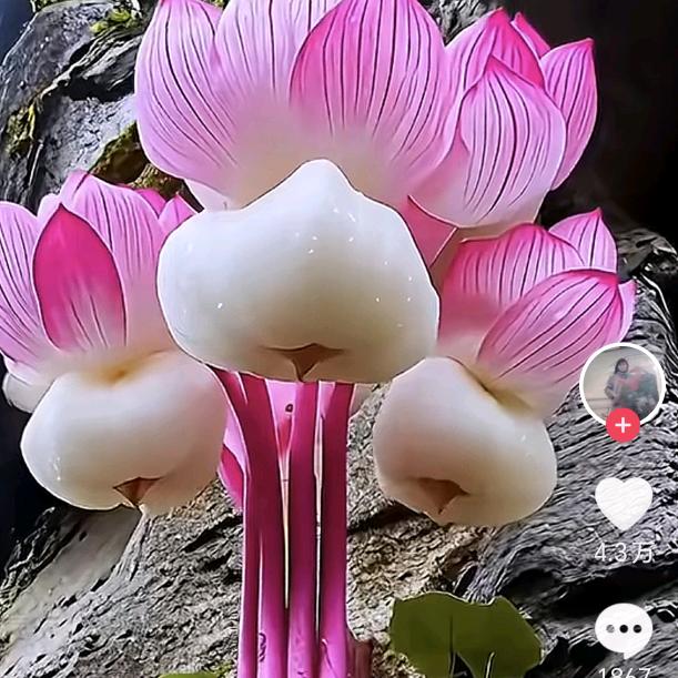 🌴 致命的 执着🌺