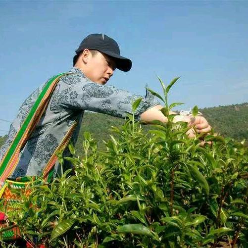 景迈吉相茶叶