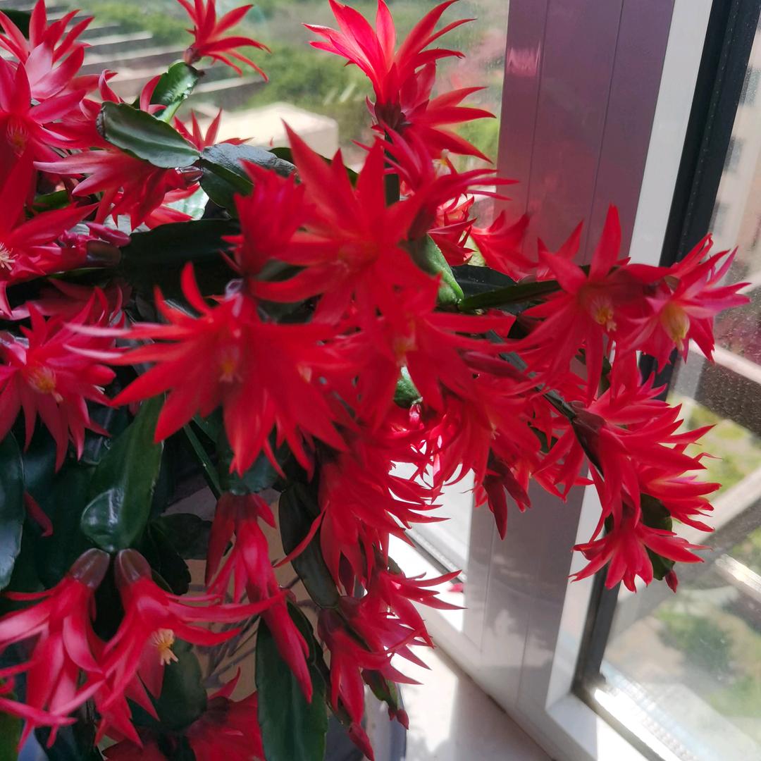 智悦