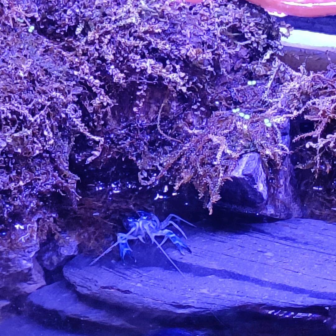 阿巴阿巴阿巴阿巴