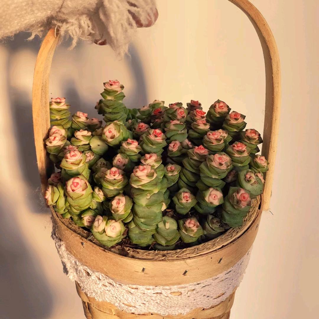 简简