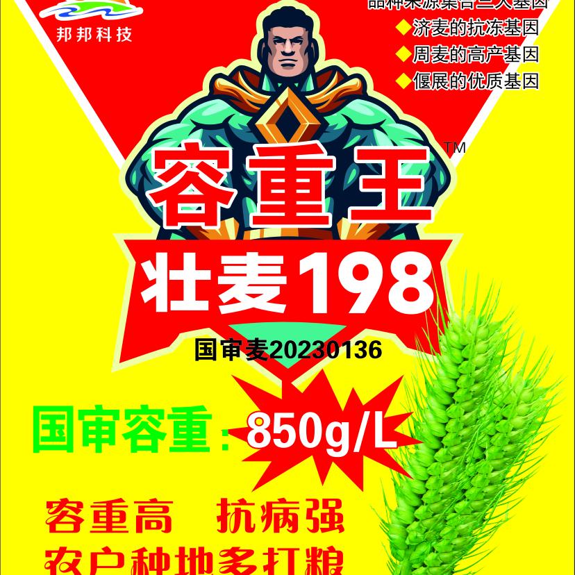 壮麦198--李效伟