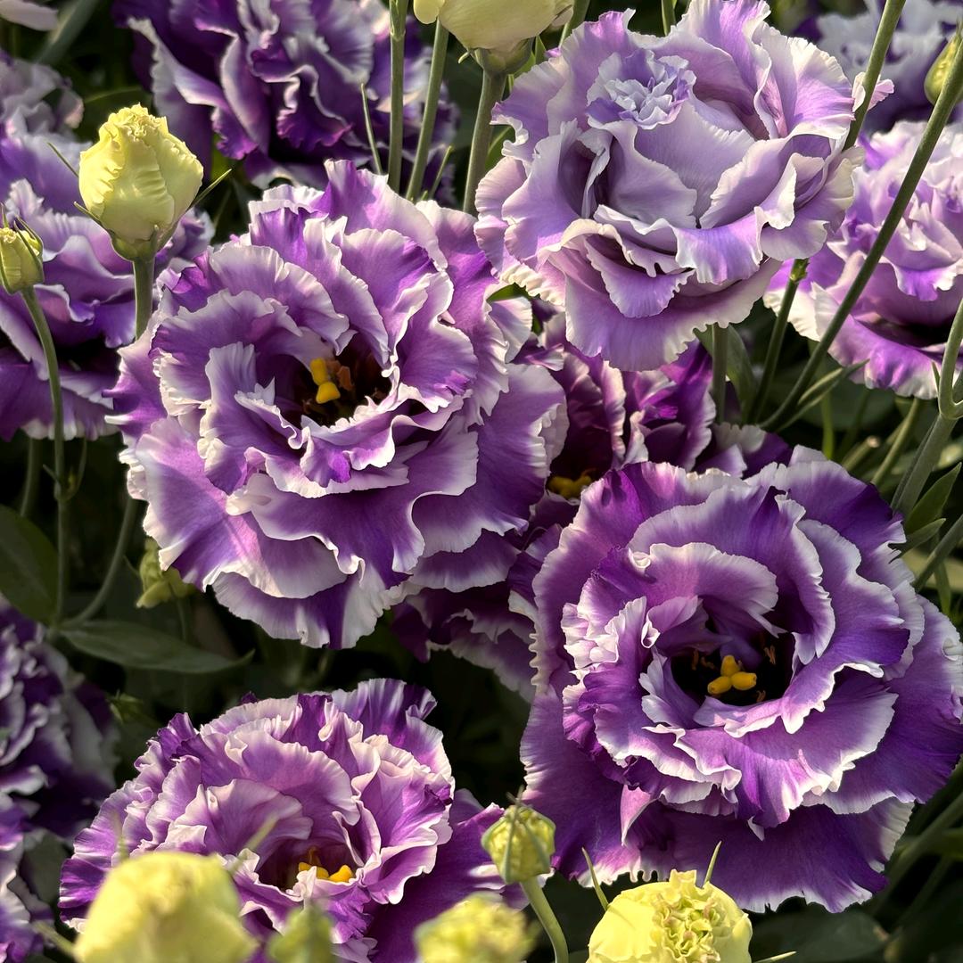 花云仙鲜花