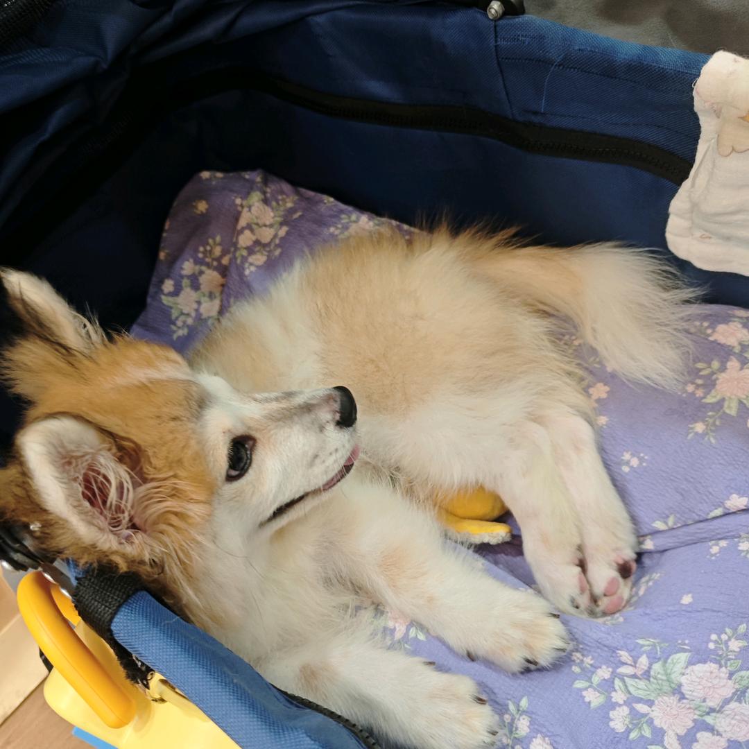 🌸_俏宝家里有萌宠四月_🐶
