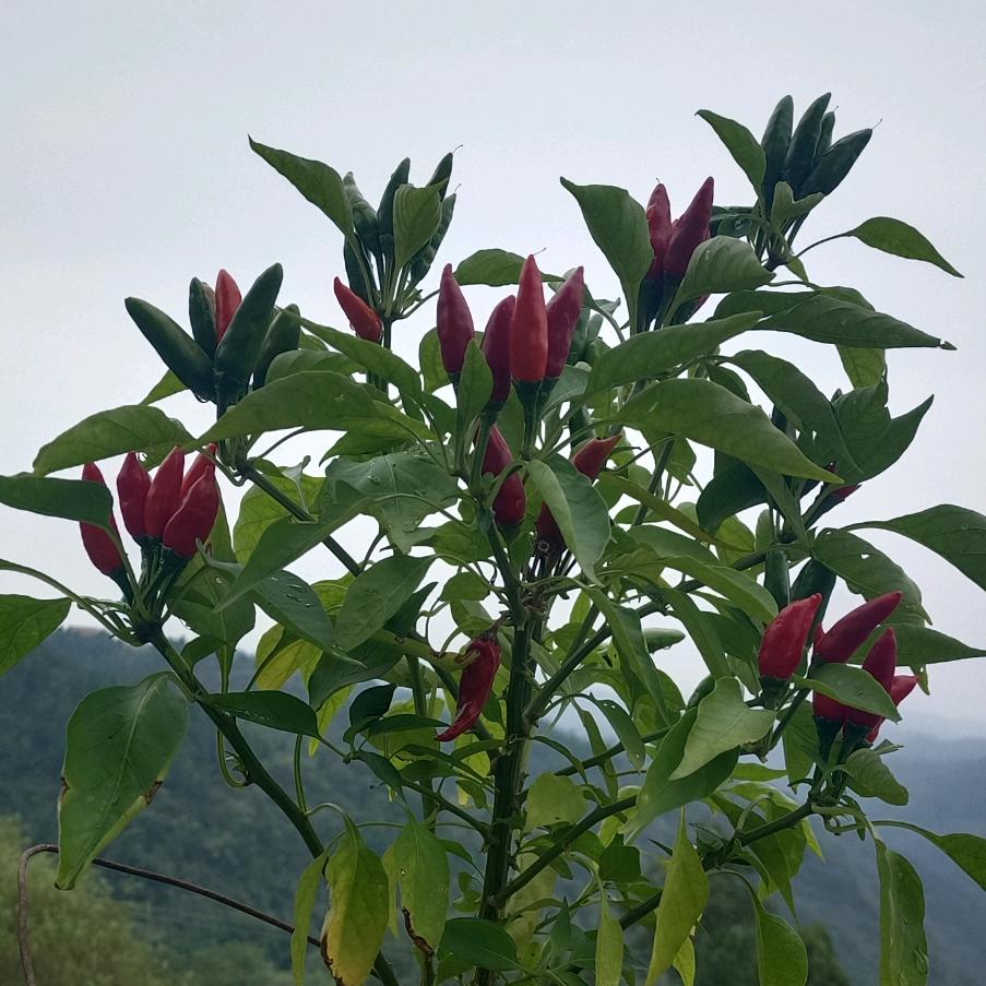乘疯破浪继续胖
