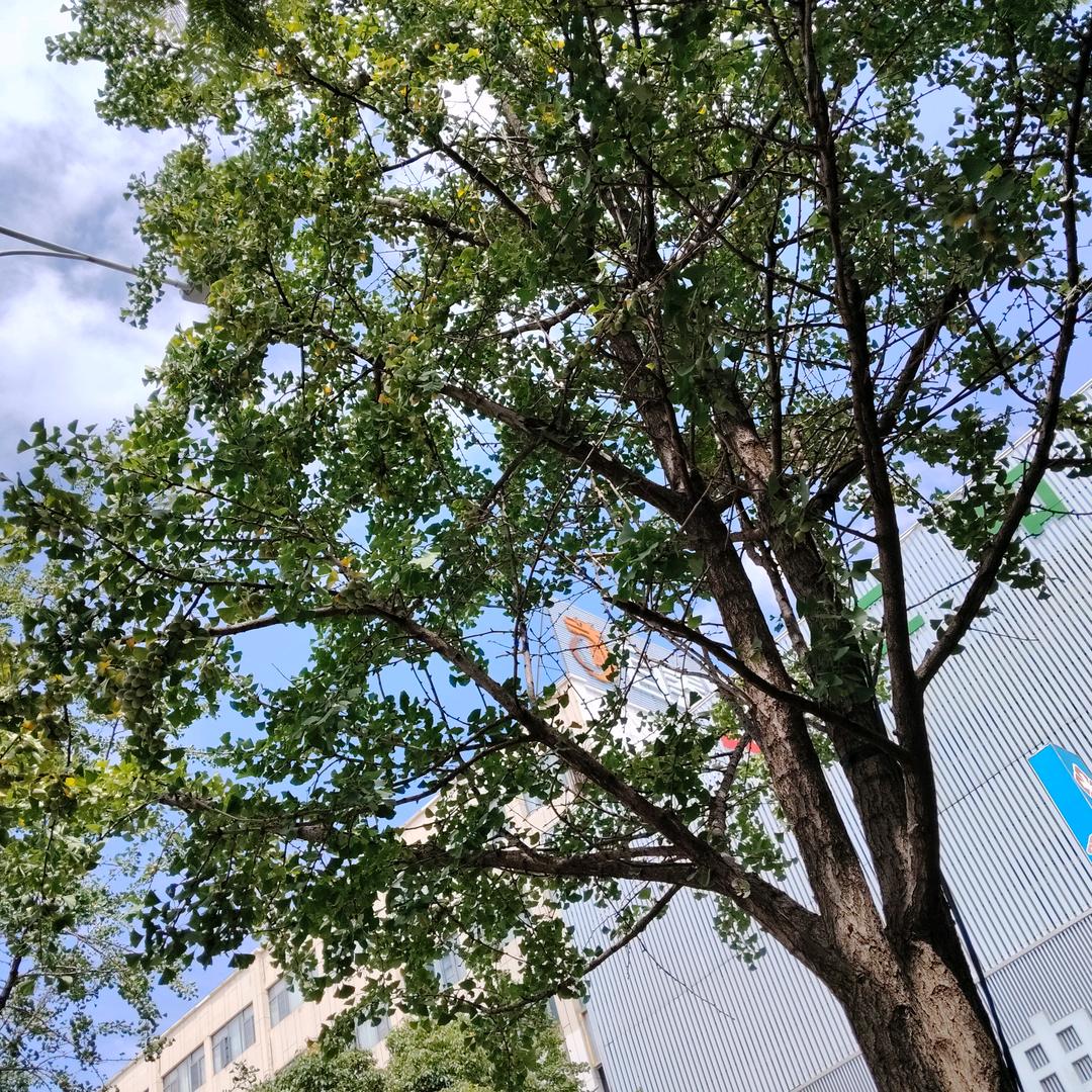 山清水秀