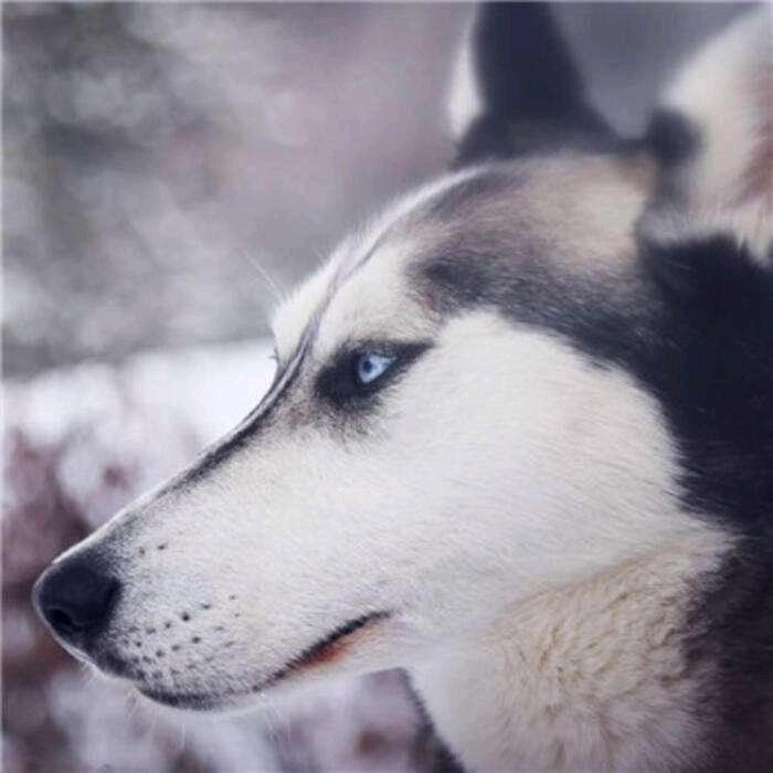 王仙神