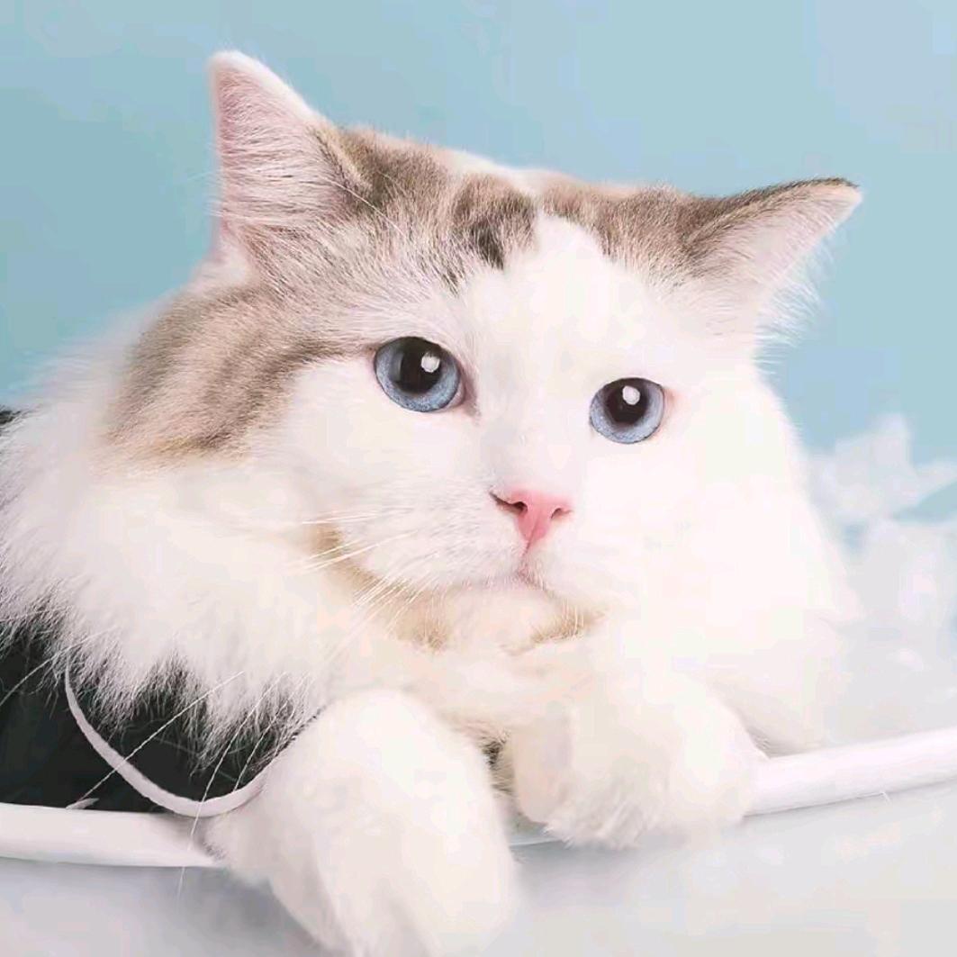 翅霸