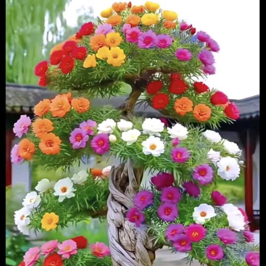 太阳花