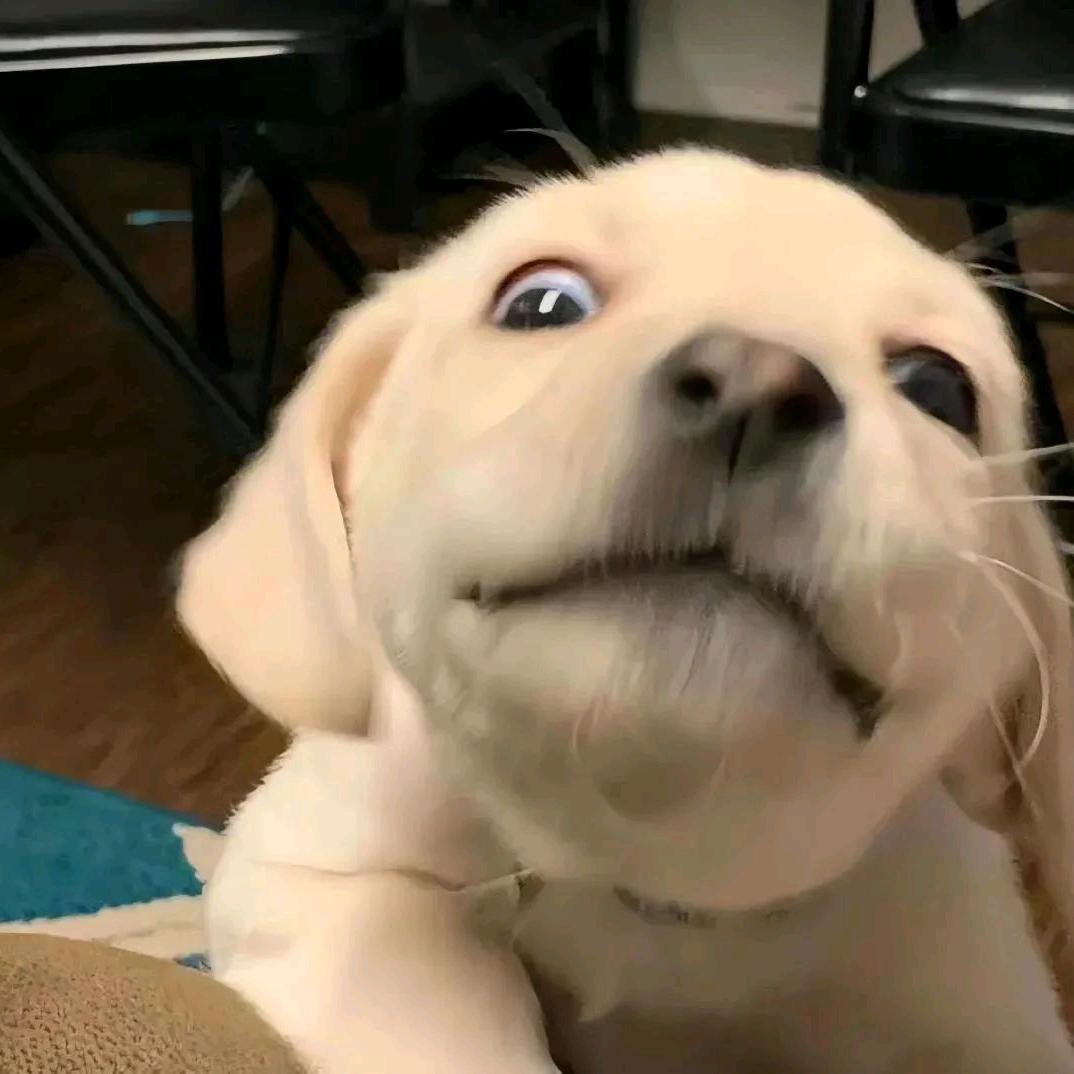 反方向的蛙