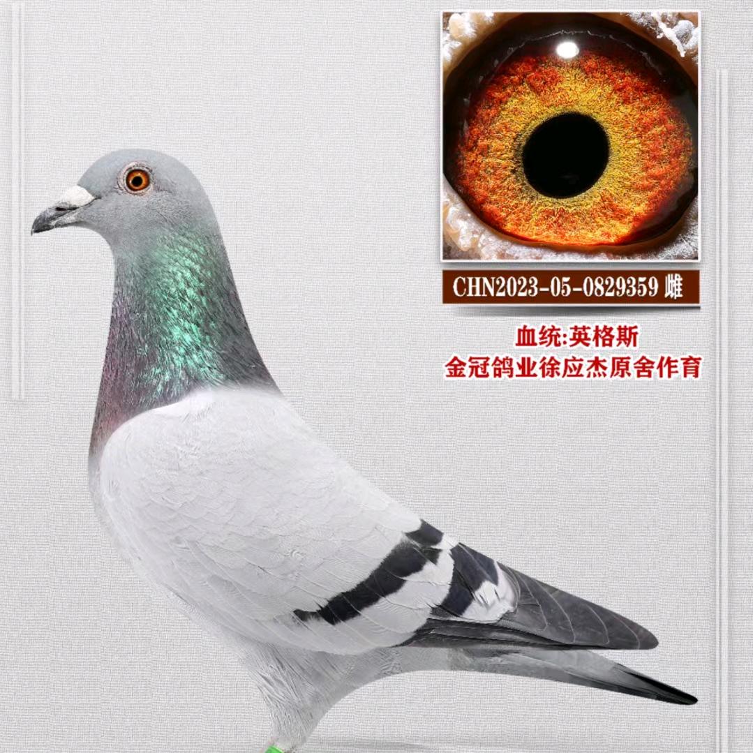 父子鸽舍