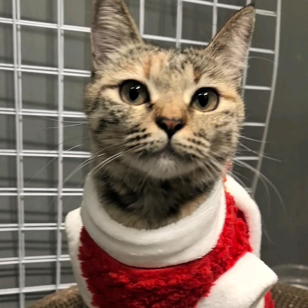 黑糖珍珠牛乳啵啵