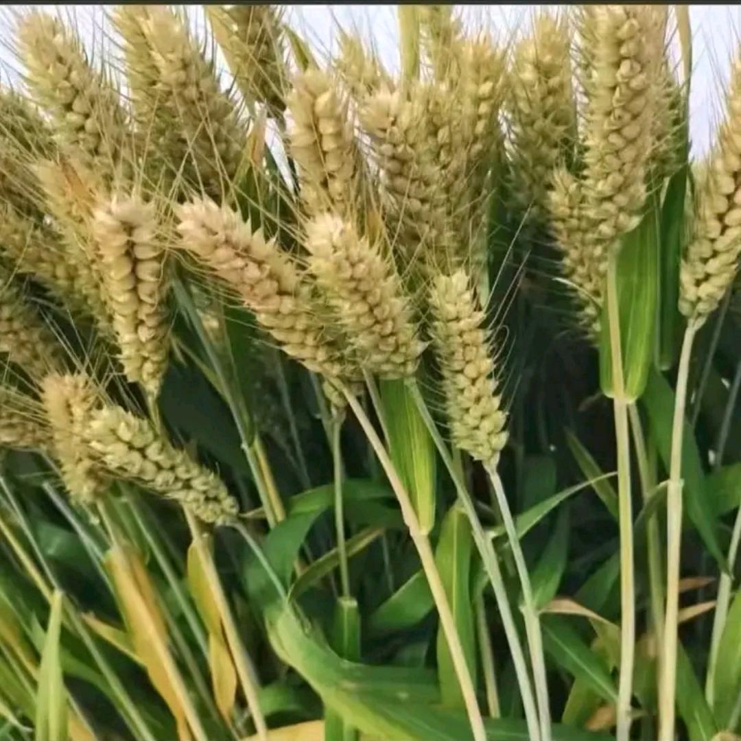 河南国丰农业科技有限公司145麦种
