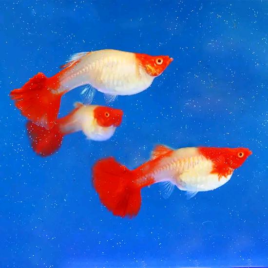 梅子养孔雀鱼生活