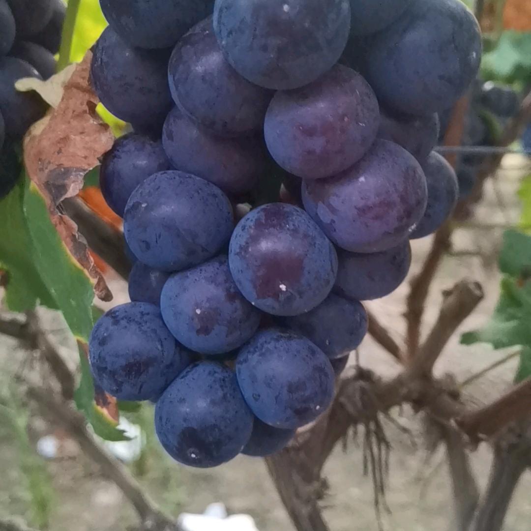 用1296487967农民哥