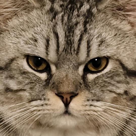 🐱
