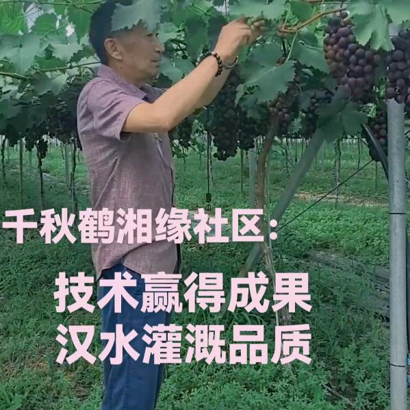 葡萄树下老班长