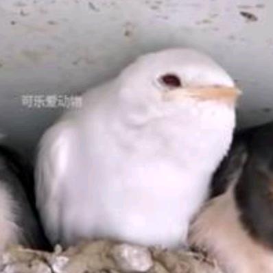 汪胜利