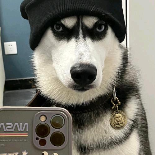 狗弟儿
