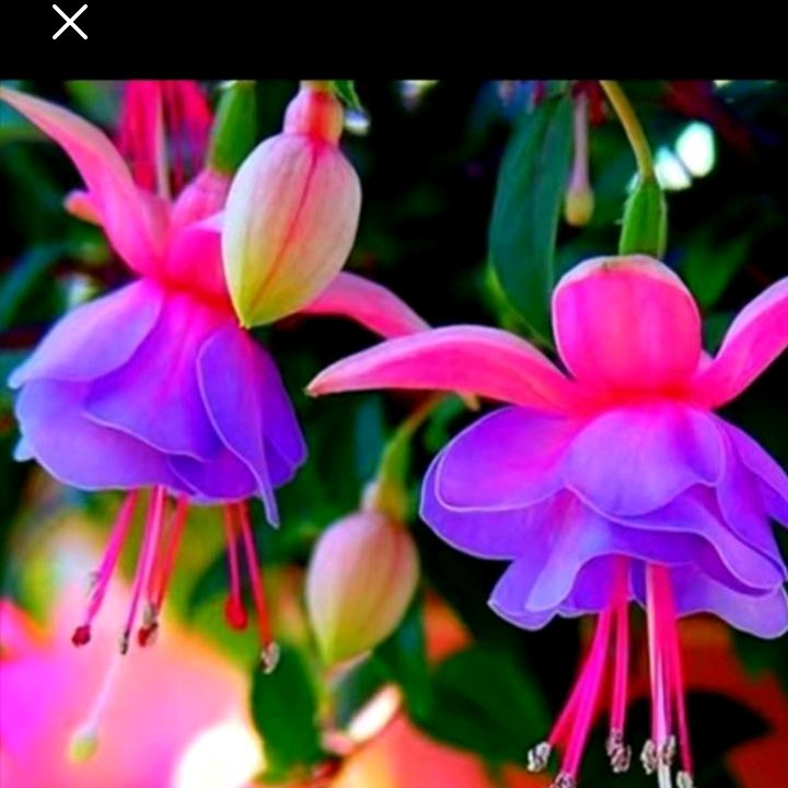 马秀兰💘💘💘