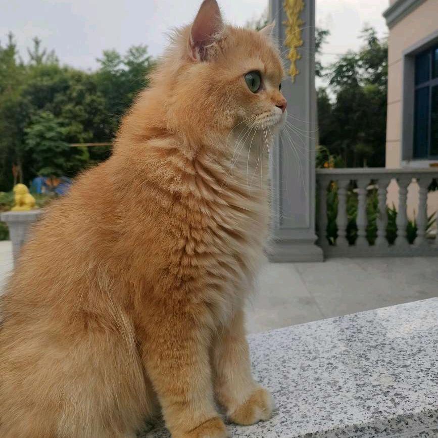 猫狗宠物用品