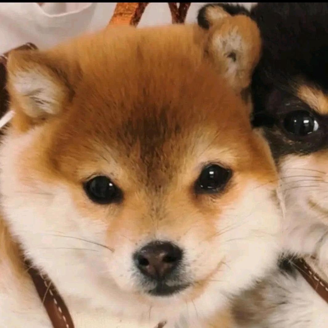 🐕快乐小狗