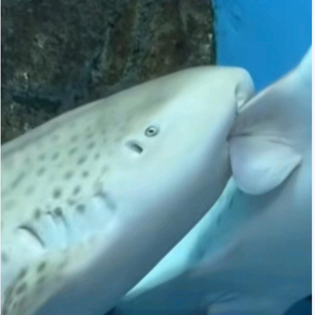 要相信光Σ