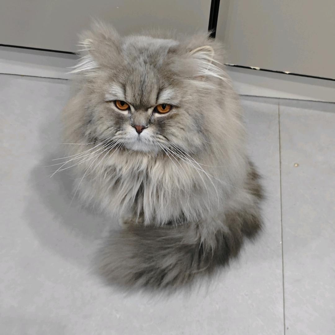 七月是只猫