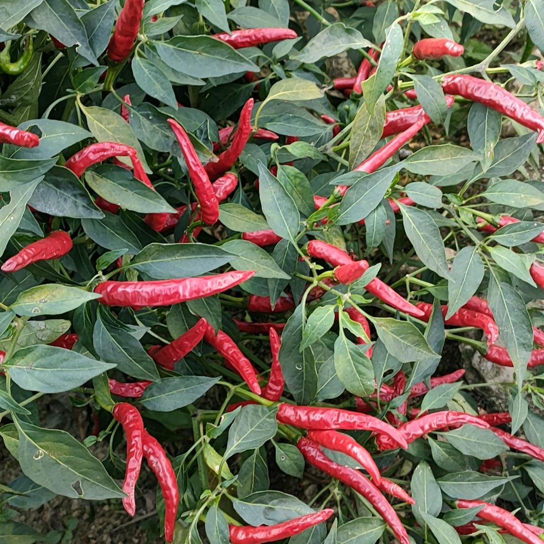 找个相爱的人❤️我就是农村人