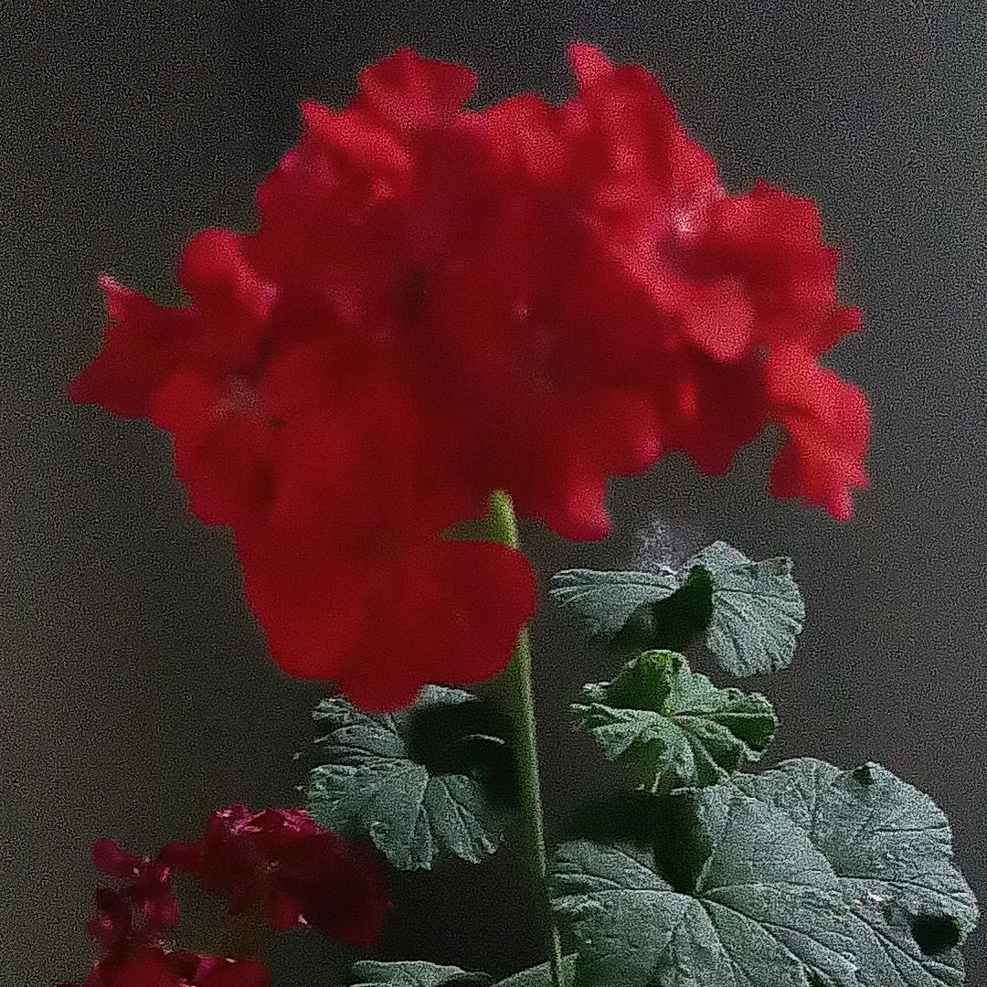 愿我所愿