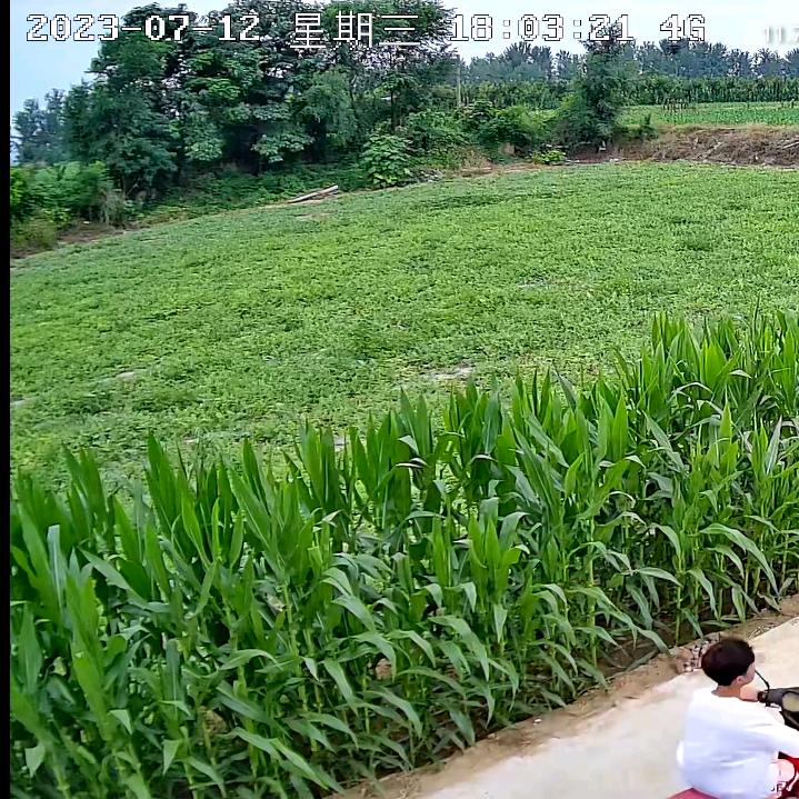 圣女果