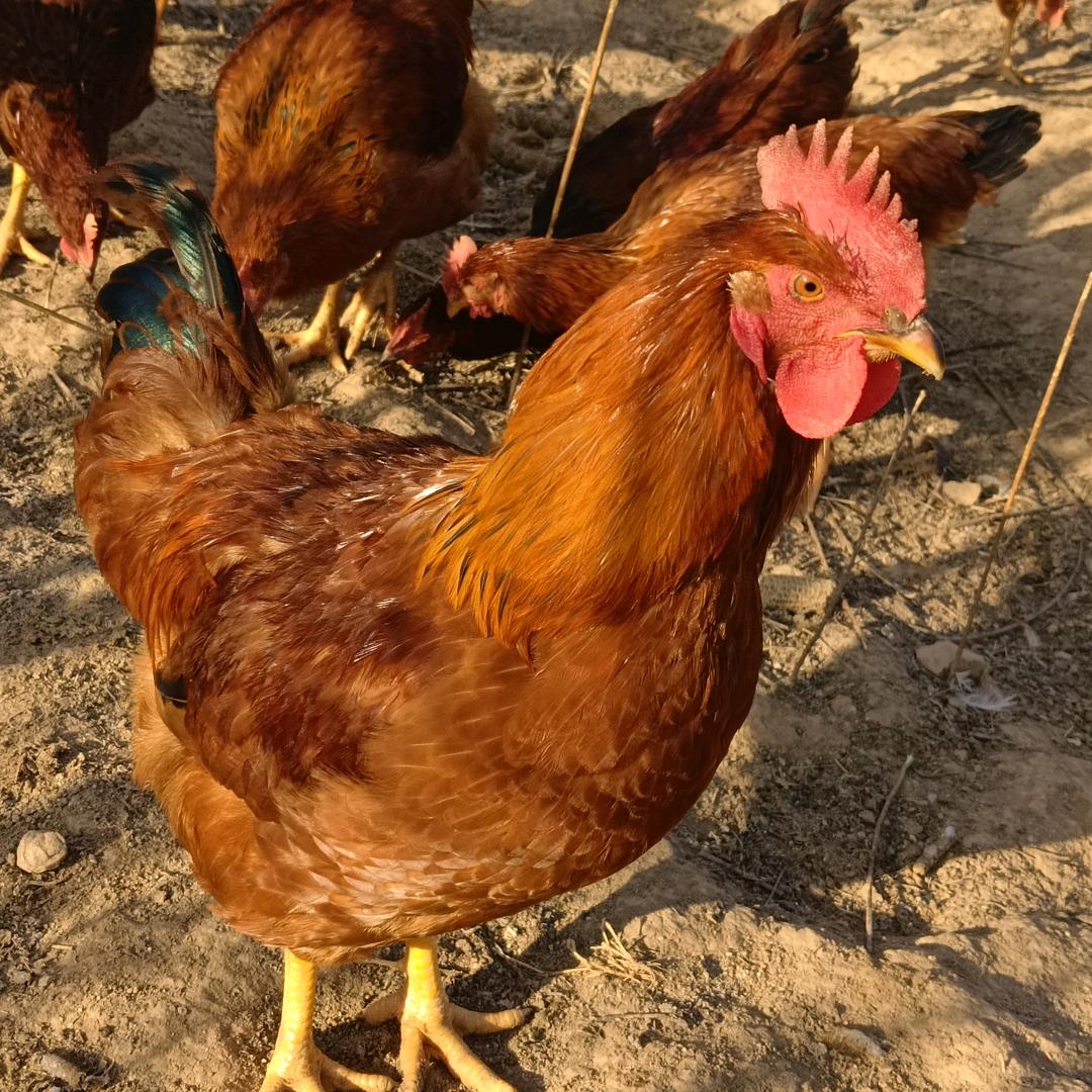 传递正能量、为正义、公平发声