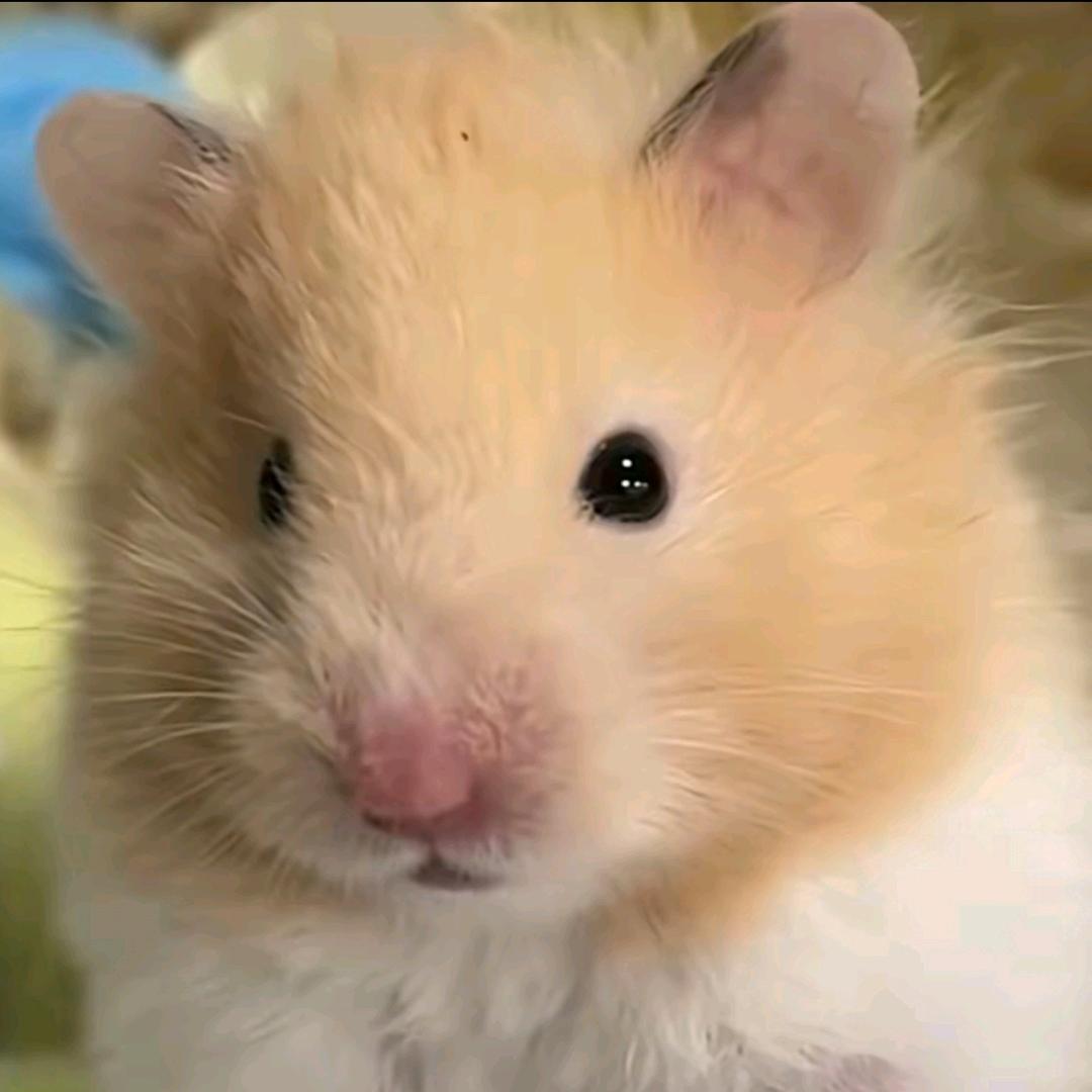 张小小