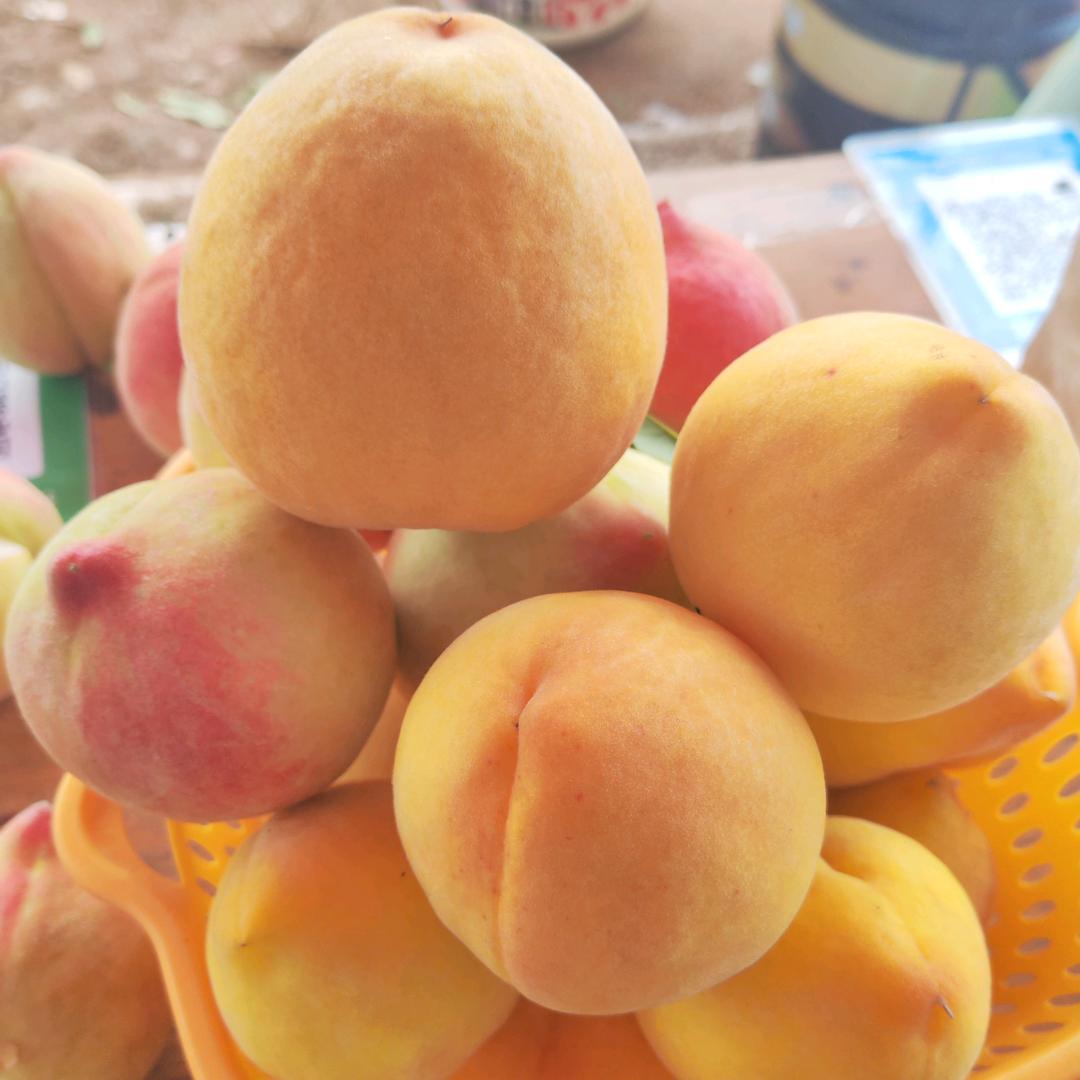 桃大哥（永丰桃园）