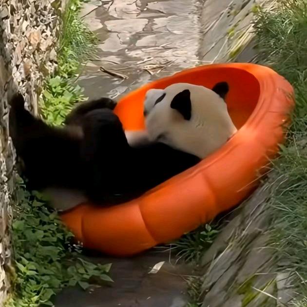 二丫🐼美添泰爱宝贝小奇迹