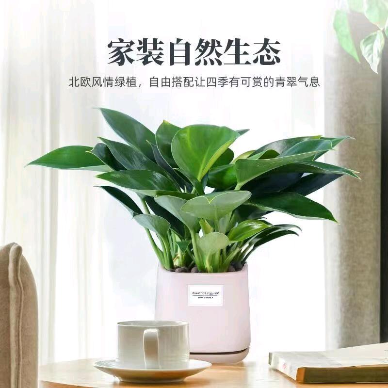 花之语园艺