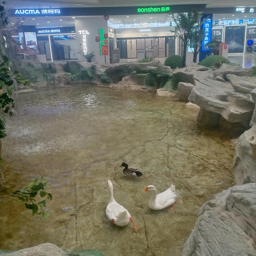花落深巷