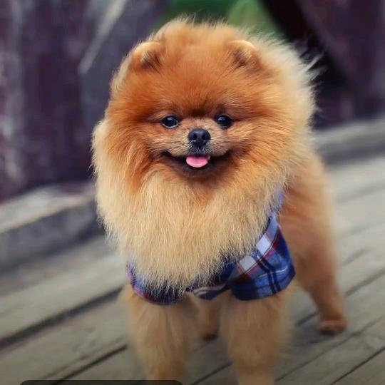 @小曾🍂((🍁⥎🍁))🍂