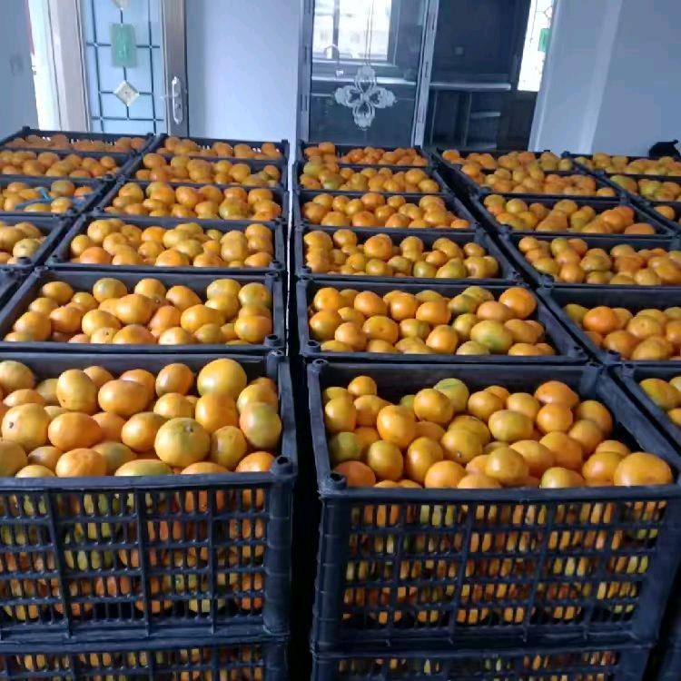 高山蜜橘批发、零售