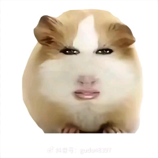 猪精