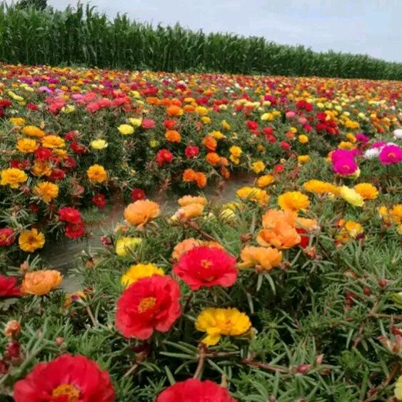 花🌹中🌹花🌹