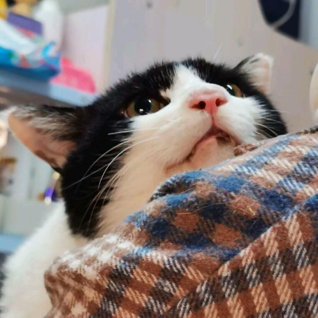 超级无敌猫猫头