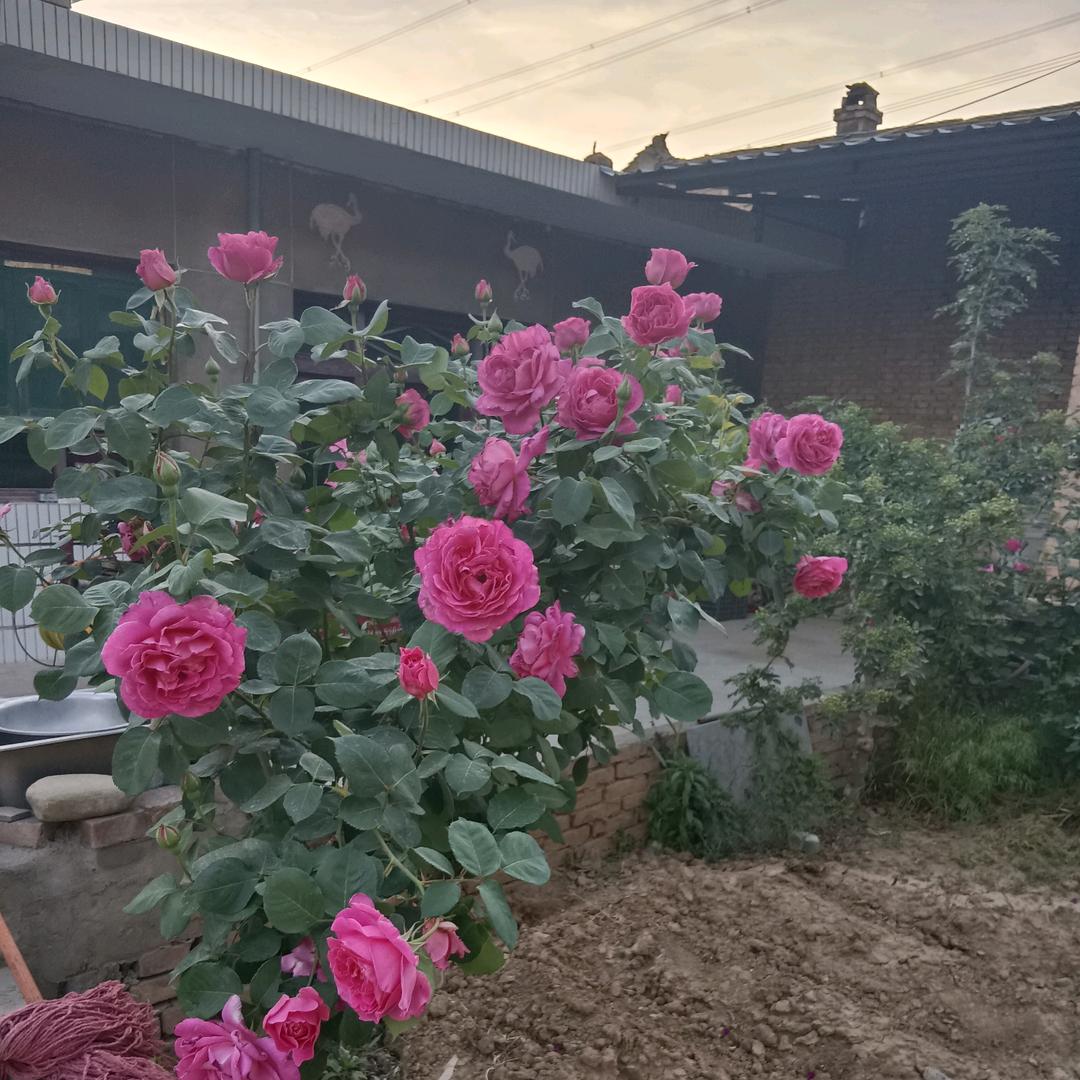 开❤过好美一天