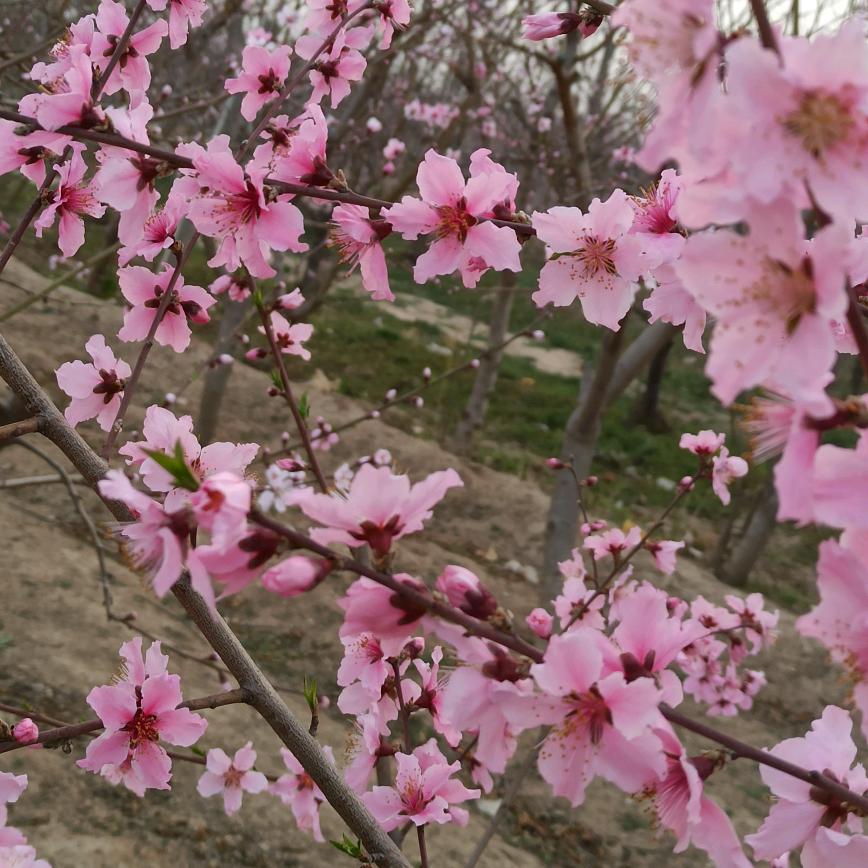 桃花园主