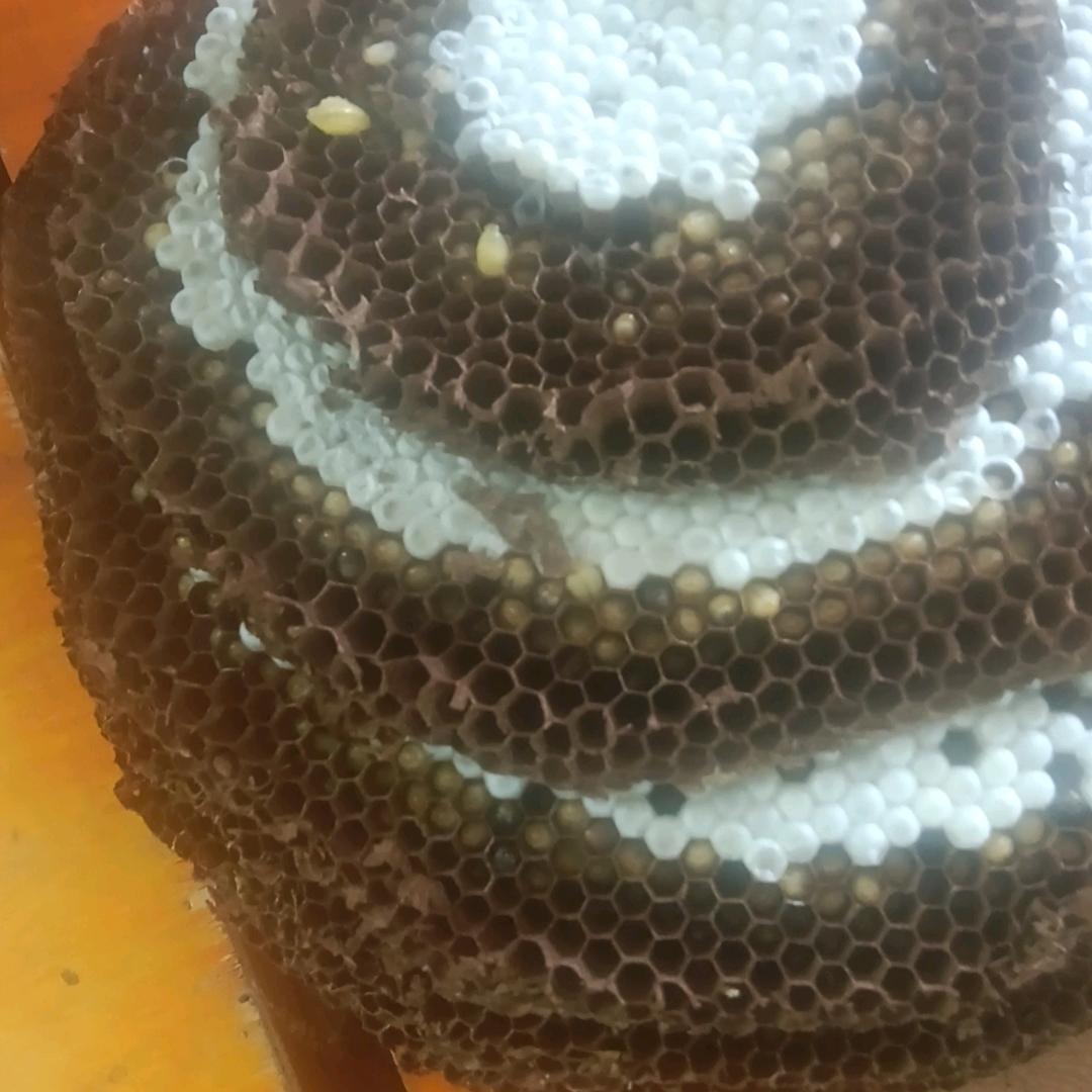 母鸟福