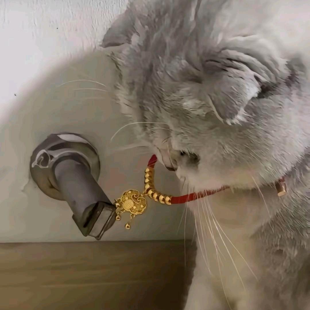 会飞的小猫（胖胖版）