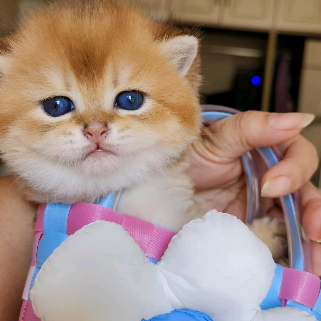 新人直播，练练手