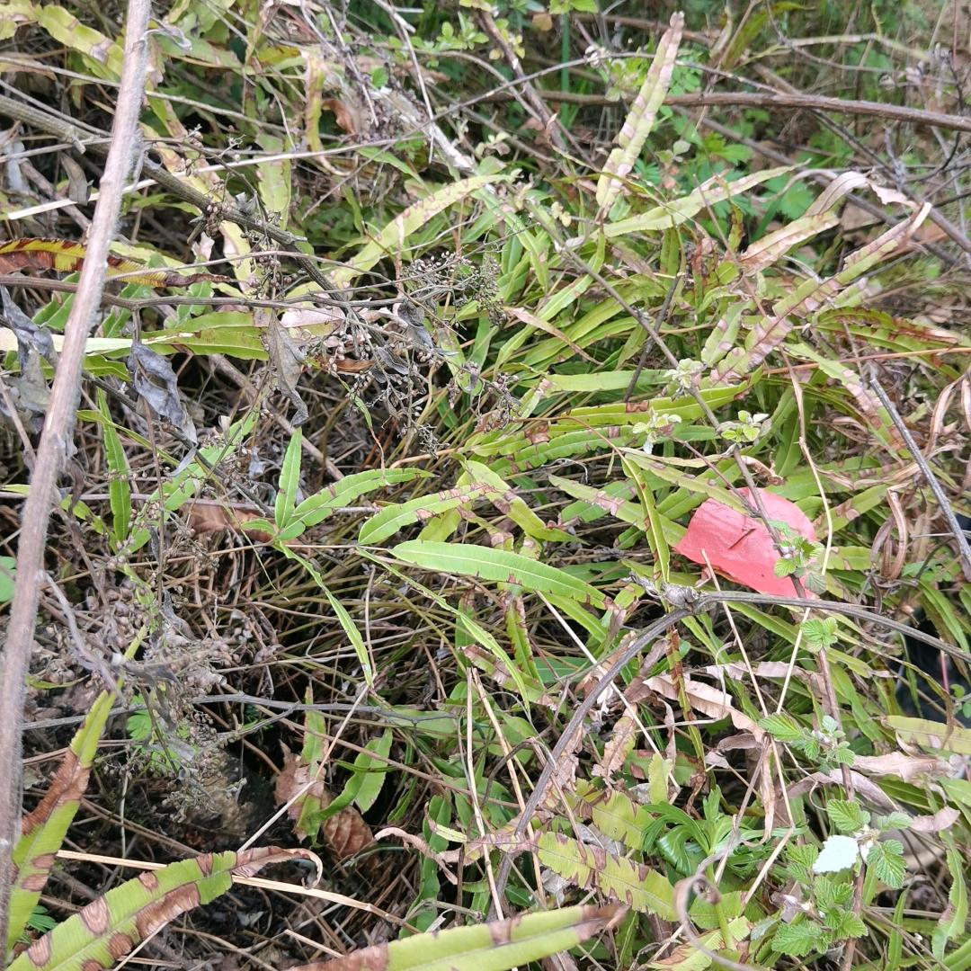 植物妙用